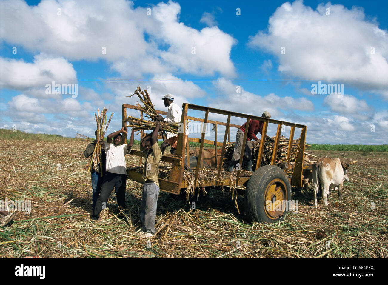 Sugar cane harvest, south coast, Dominican Republic, West Indies, Caribbean, Central America Stock Photo