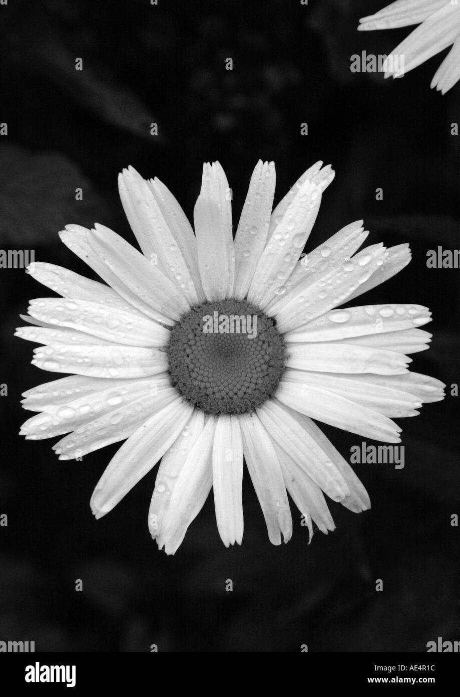 single daisy in black and white Stock Photo