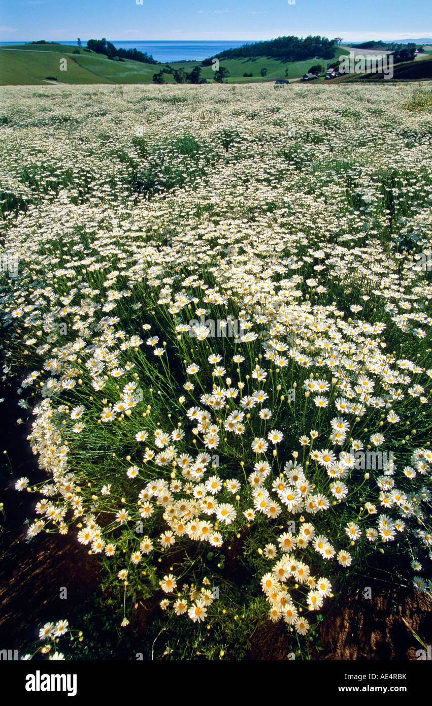 Pyrethrum crop in flower Tasmania, Australia Stock Photo