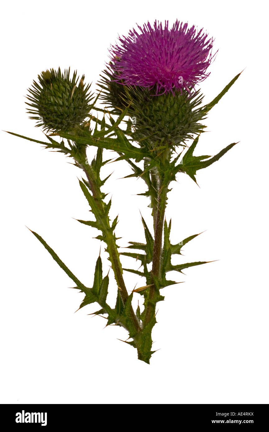 Spear Thistle Cirsium vulgare Cut-out on clear background Stock Photo
