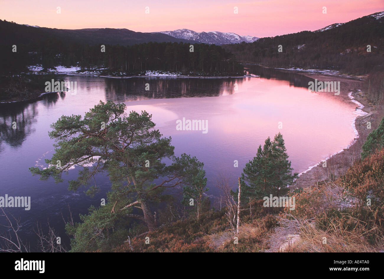 View of scots pine and frozen water at Loch and Glen Affric on a frosty winter day, Ross and Cromarty, Scotland Stock Photo