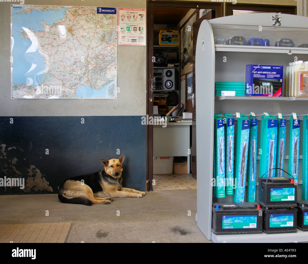 a crossbred alsation dog comfortably lying down in a service station in France Stock Photo