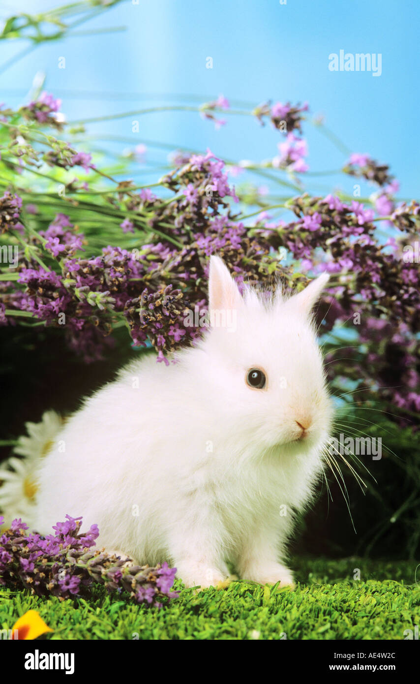 White rabbit in front hi-res stock photography and images - Alamy