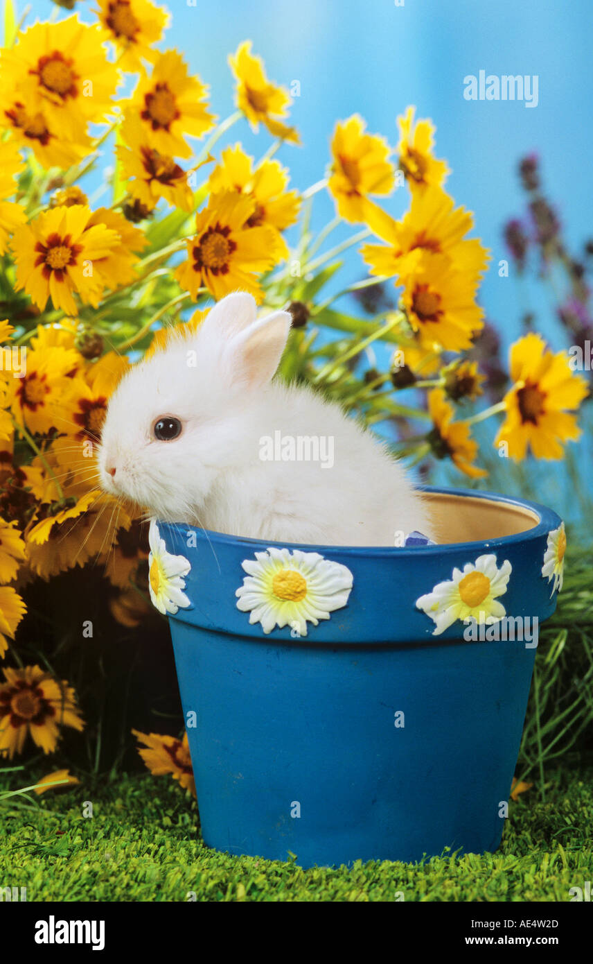 young pygmy rabbit in flowerpot / Sylilagus idahoensis / Brachylagus idahoensis Stock Photo