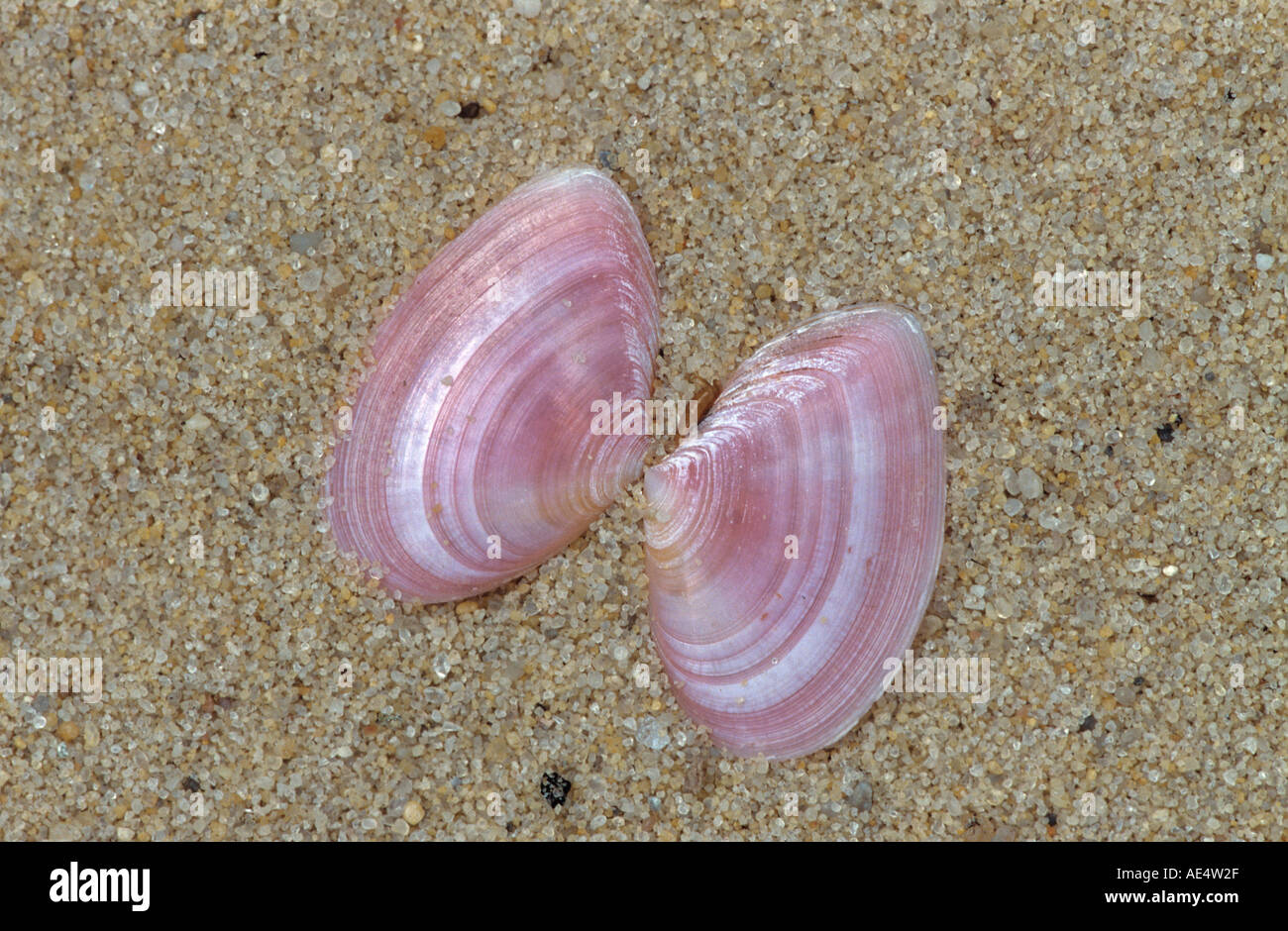 Plain Tellin (Angulus tenuis, Tellina tenuis), shell lying on sand Stock Photo