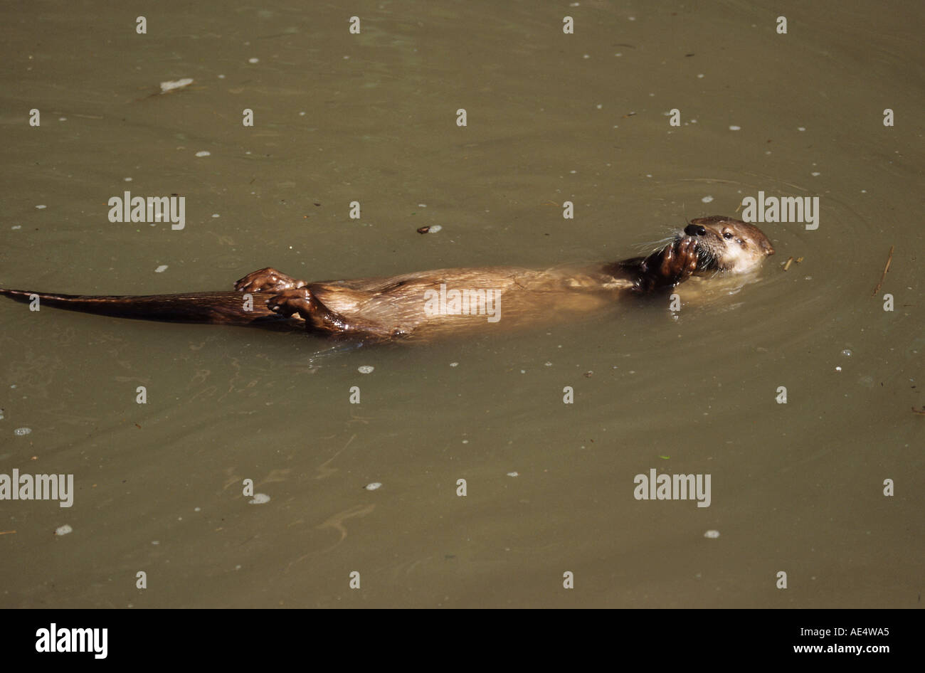 North American River Otter (Lontra canadensis) drifting on its back in a river Stock Photo