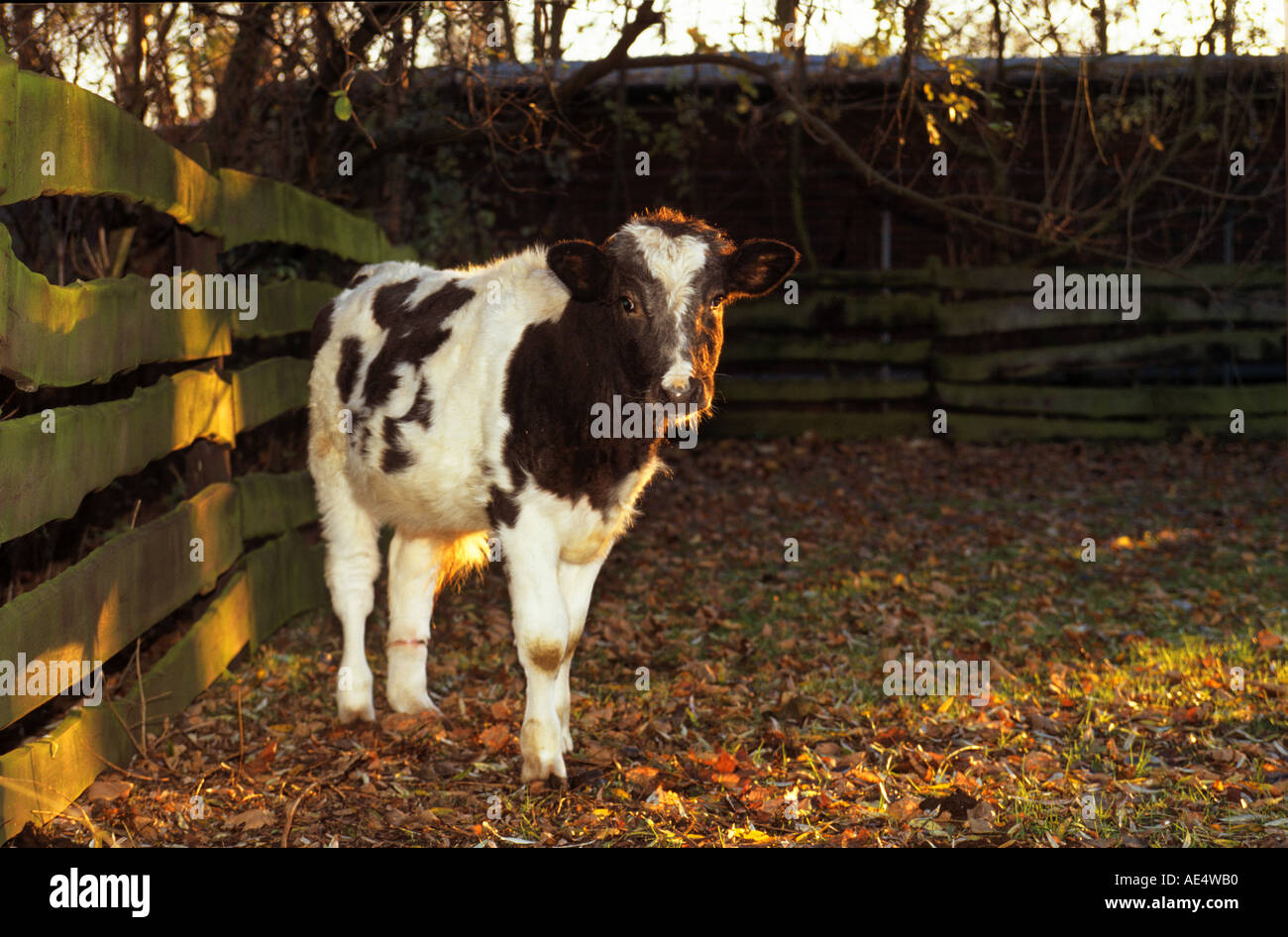 black and white calf - standing Stock Photo - Alamy