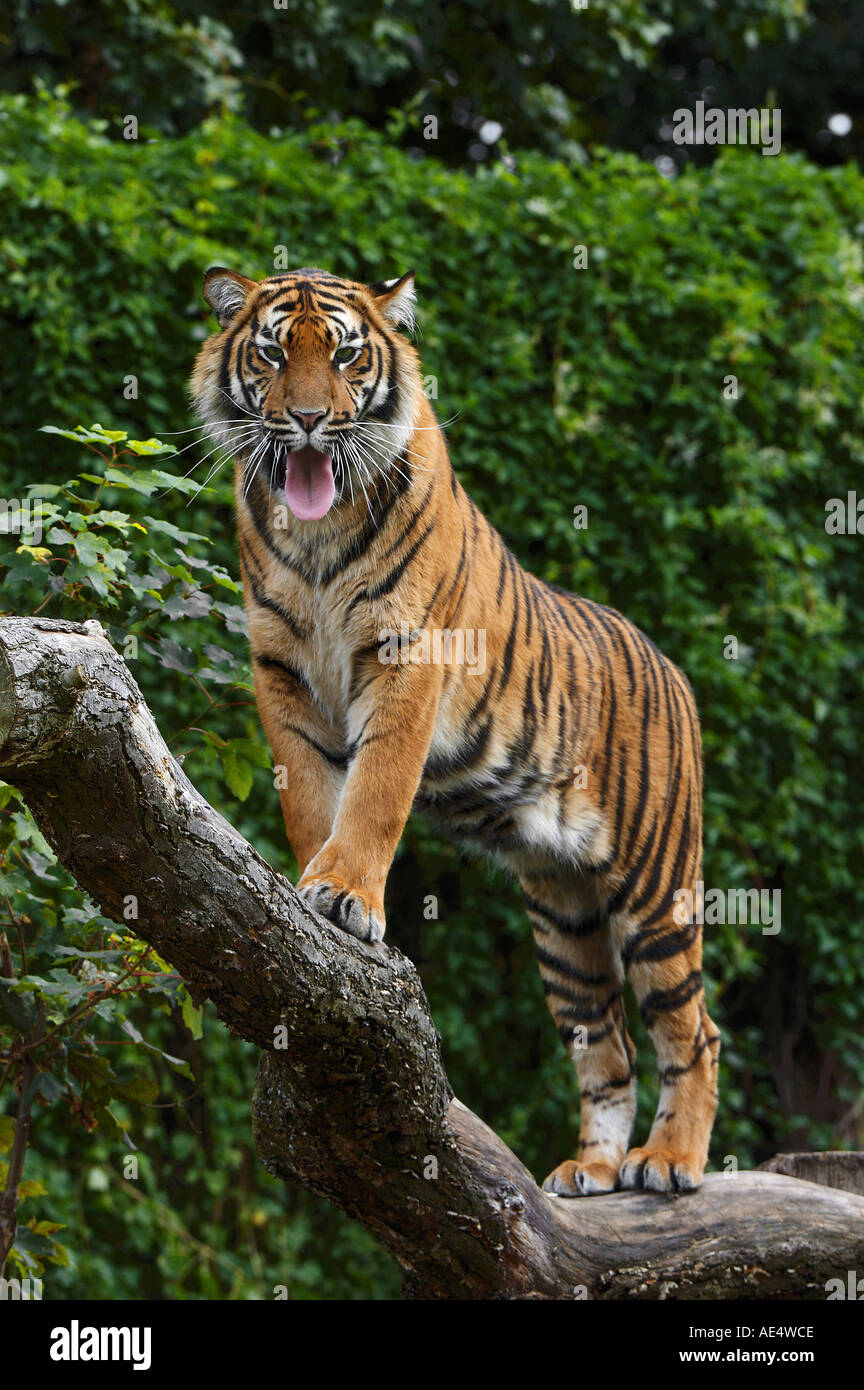 Sumatran Tiger - standing on branch / Panthera tigris sumatrae Stock ...