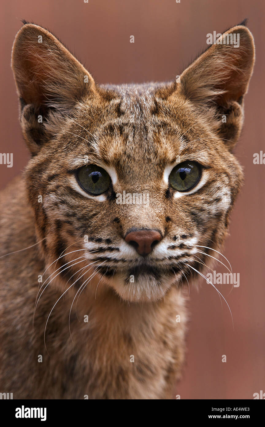 Linx Rufus bobcat - portrait / Lynx rufus Stock Photo - Alamy