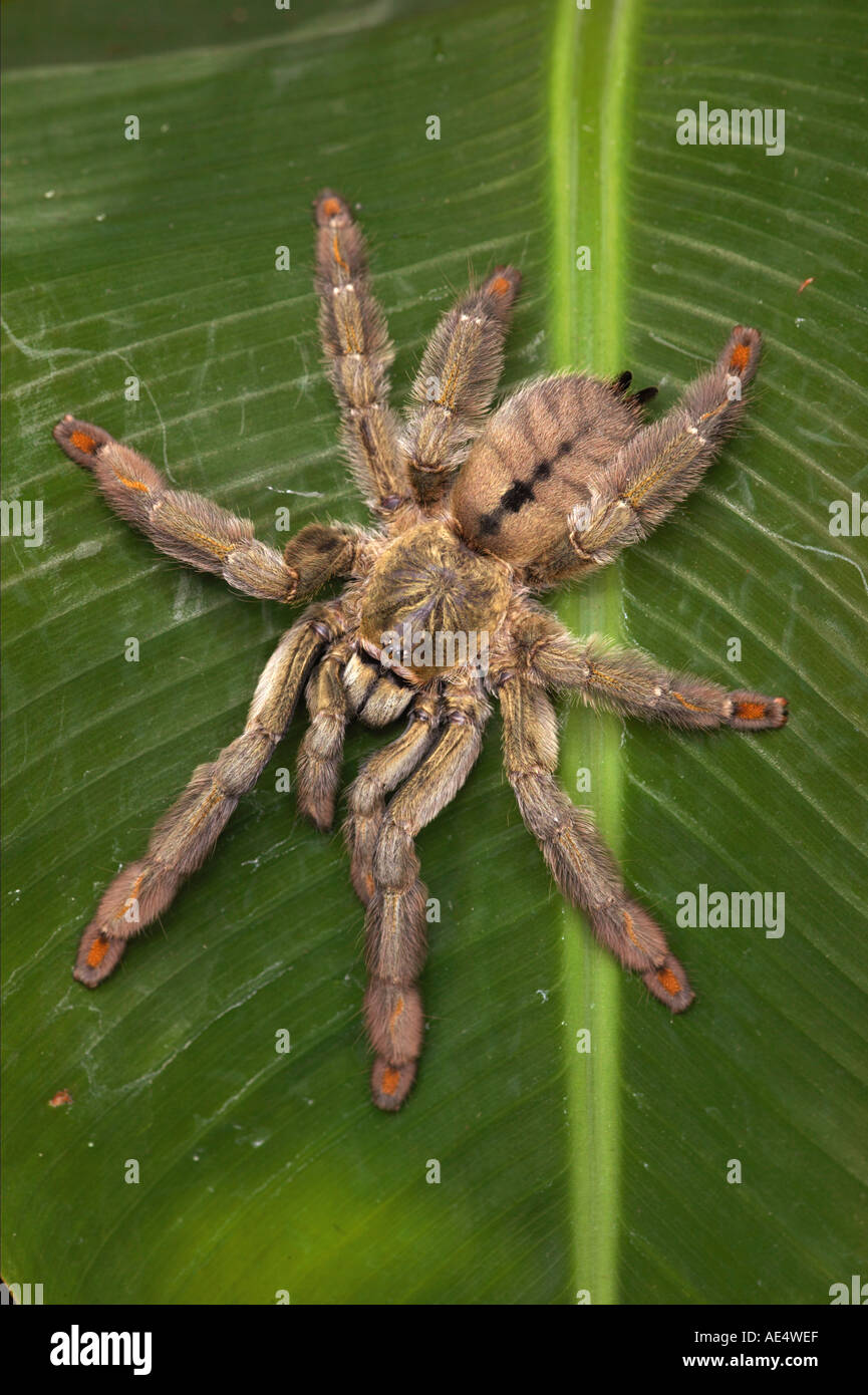 tarantula birdeating spider on leaf / Psalmopoeus cambridgei Stock