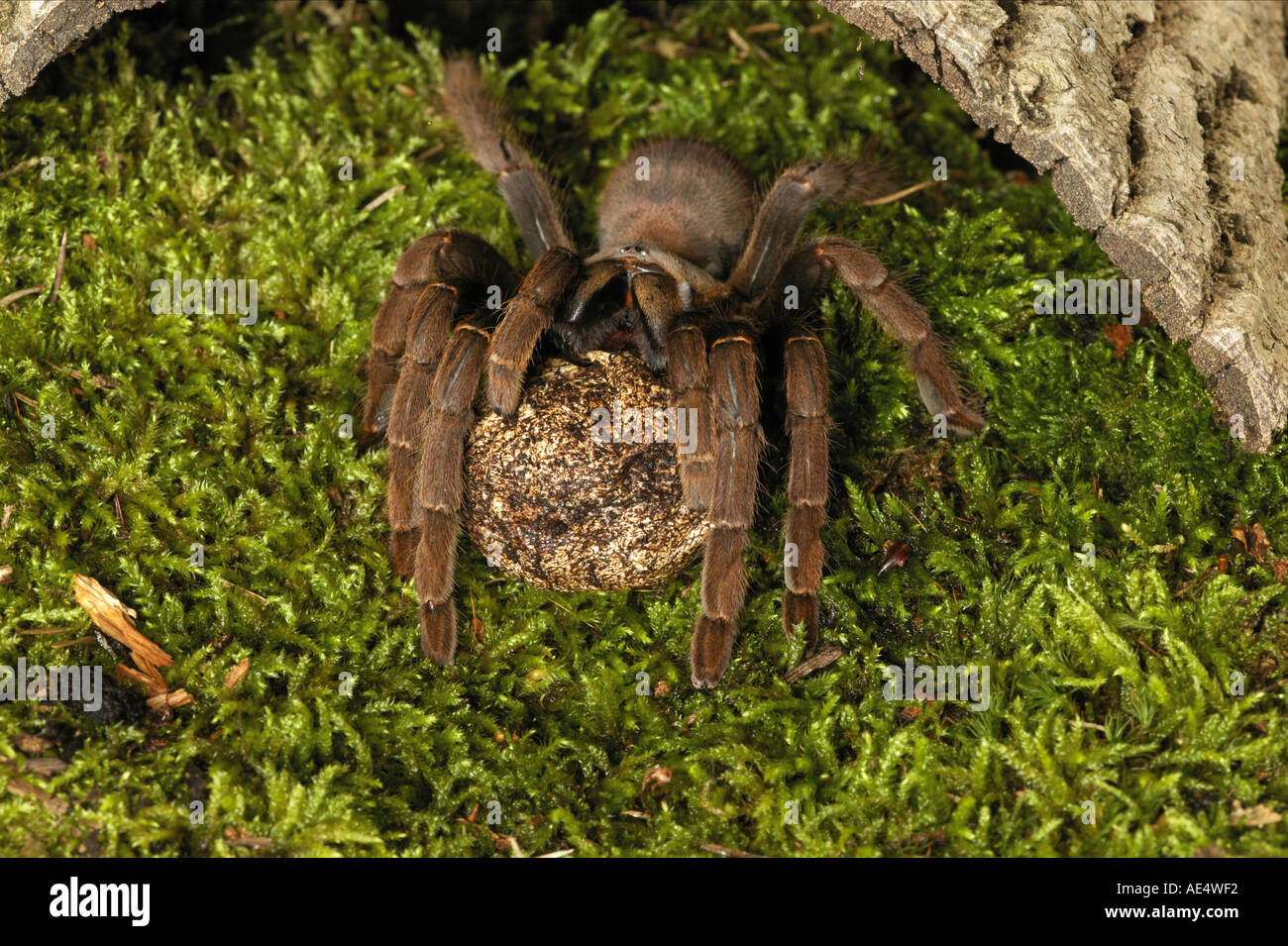 Curly Hair Tarantula Egg Sac 9466