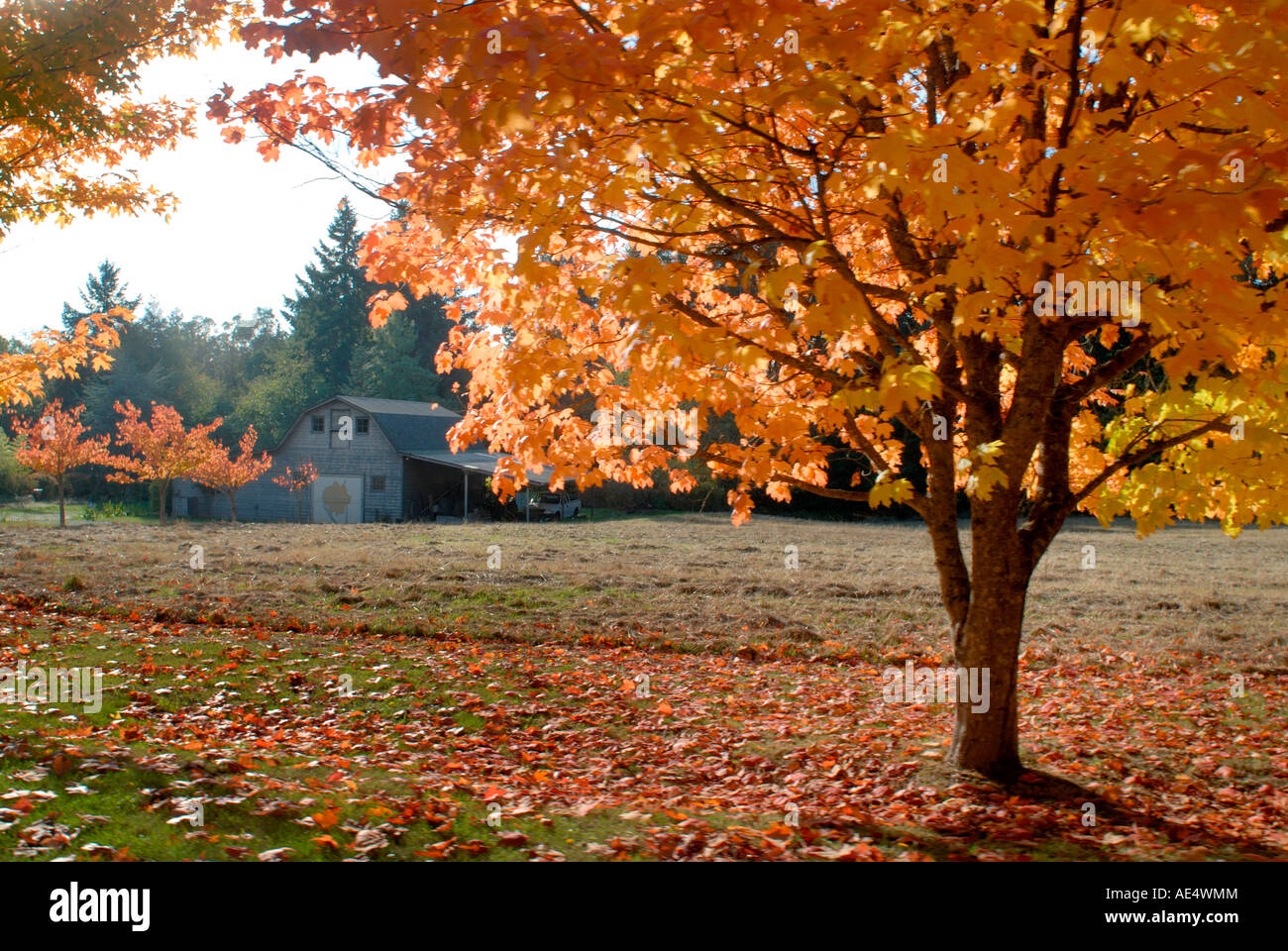 Maple trees in full autumn color and barn in background, Wax Orchard