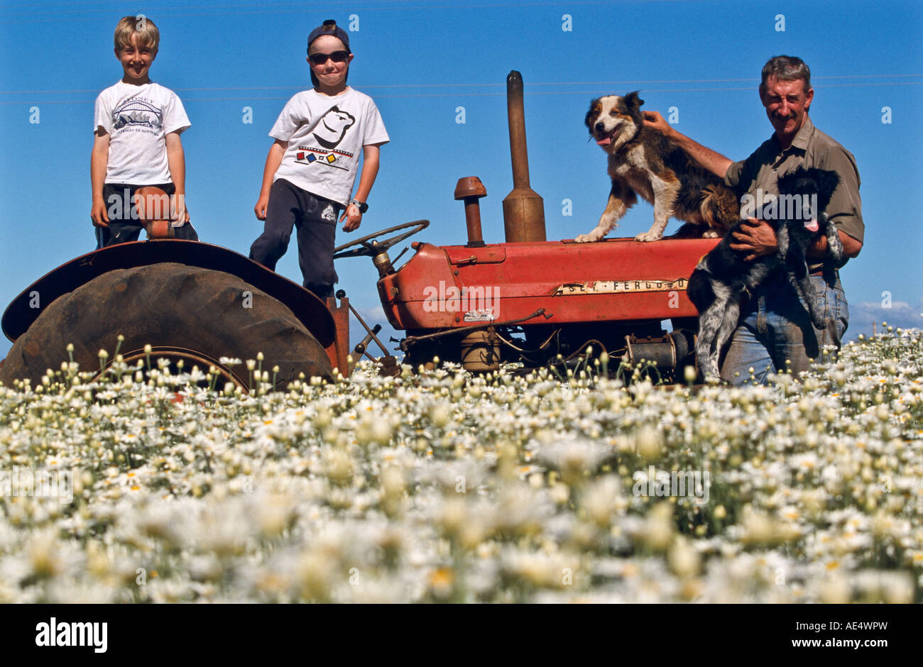 Pyrethrum grower and children, Tasmania, Australia Stock Photo