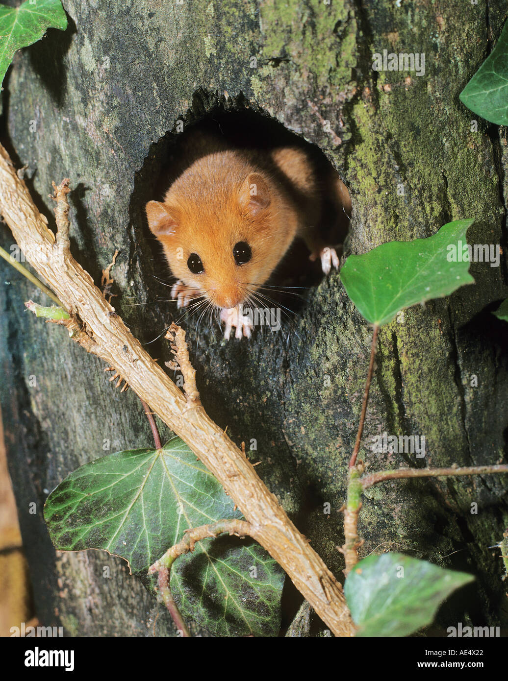 Common dormouse (Muscaridinus avellanarius) looking out of tree hollow Stock Photo