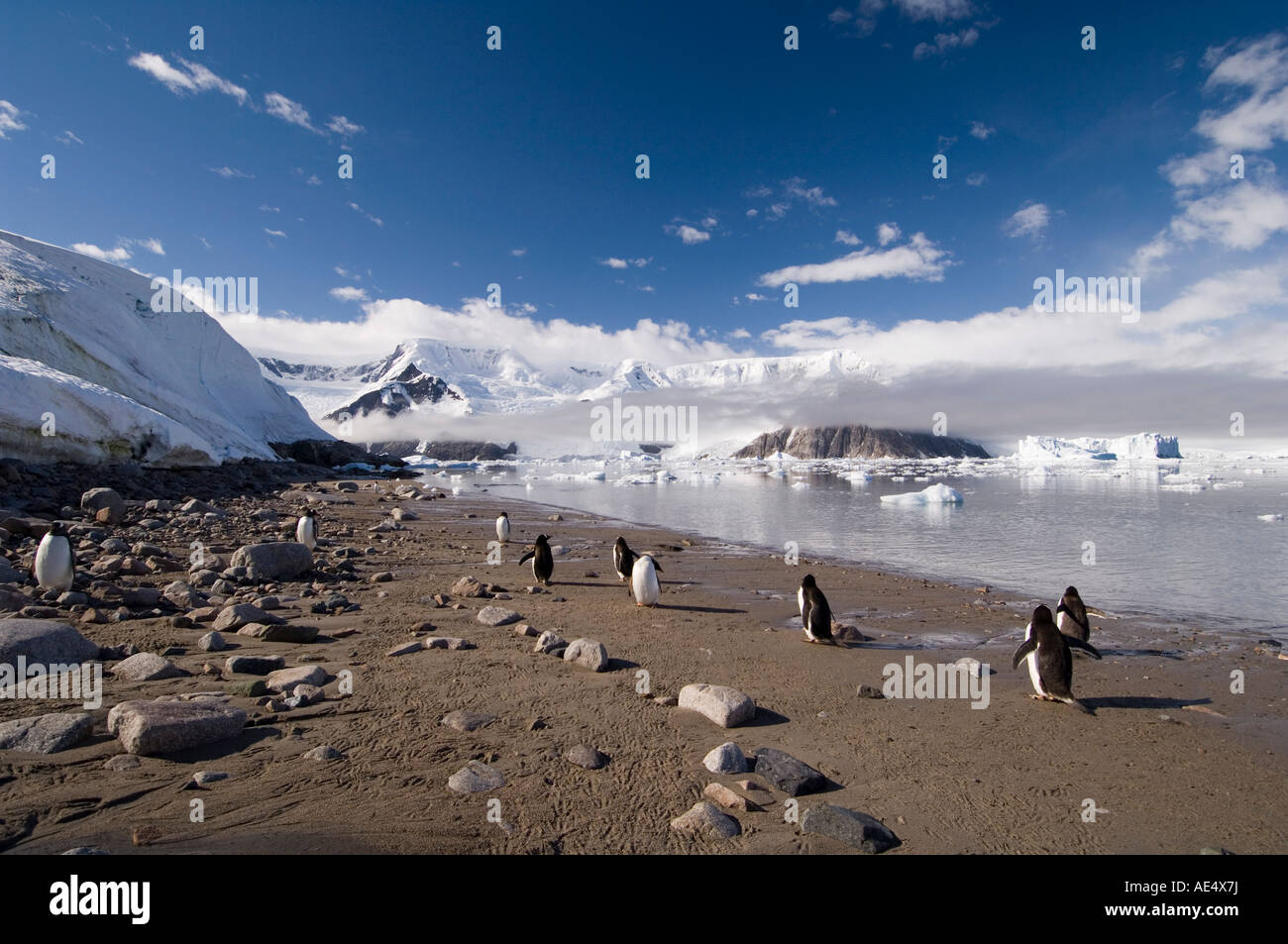 Gentoo penguins, Neko Harbor, Gerlache Strait, Antarctic Peninsula