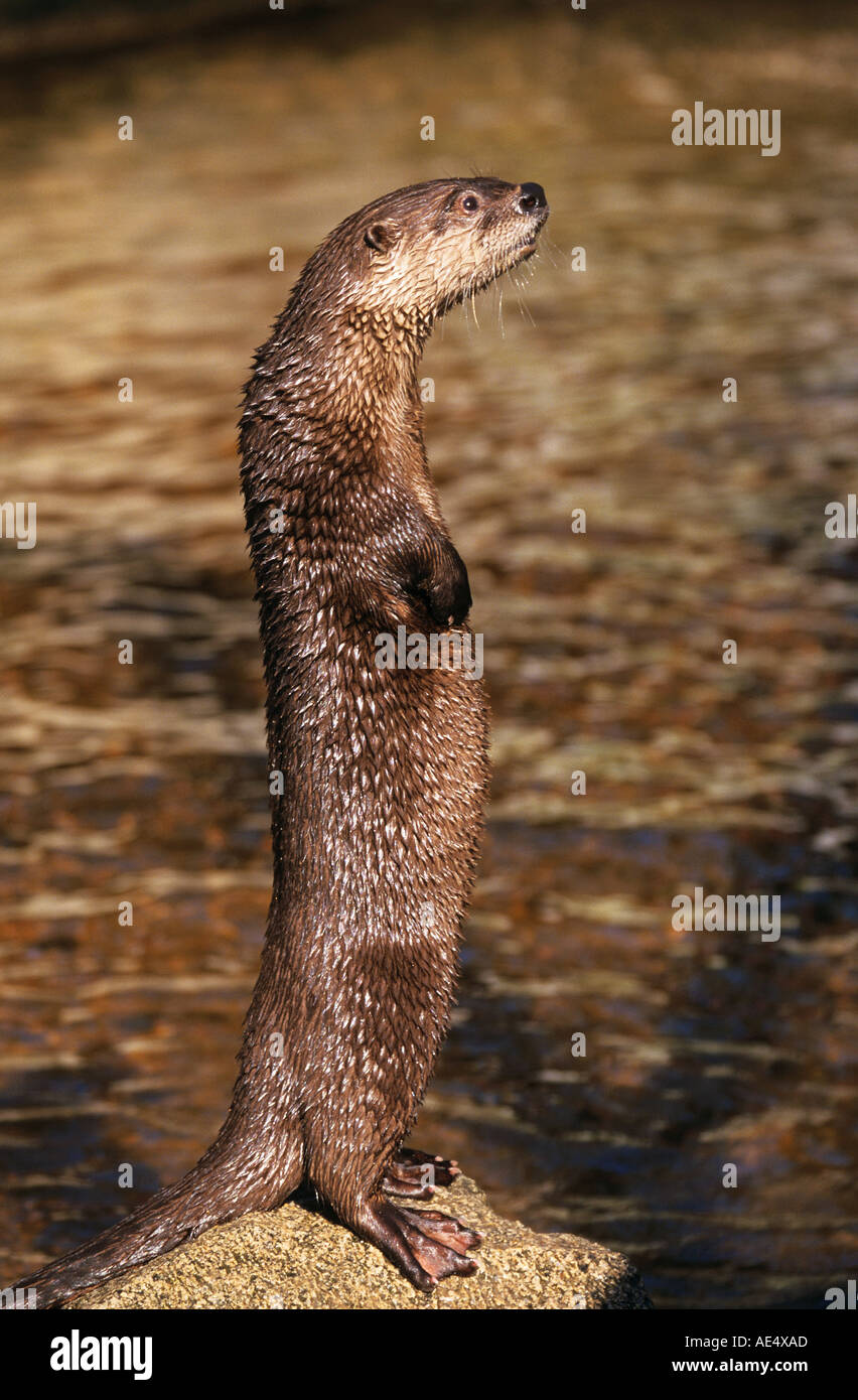 North american river otter standing hi-res stock photography and images -  Alamy