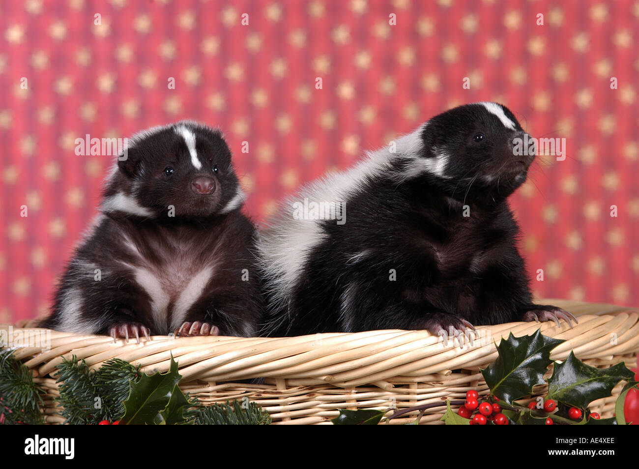 two young striped skunks in basket / Mephitis mephitis Stock Photo