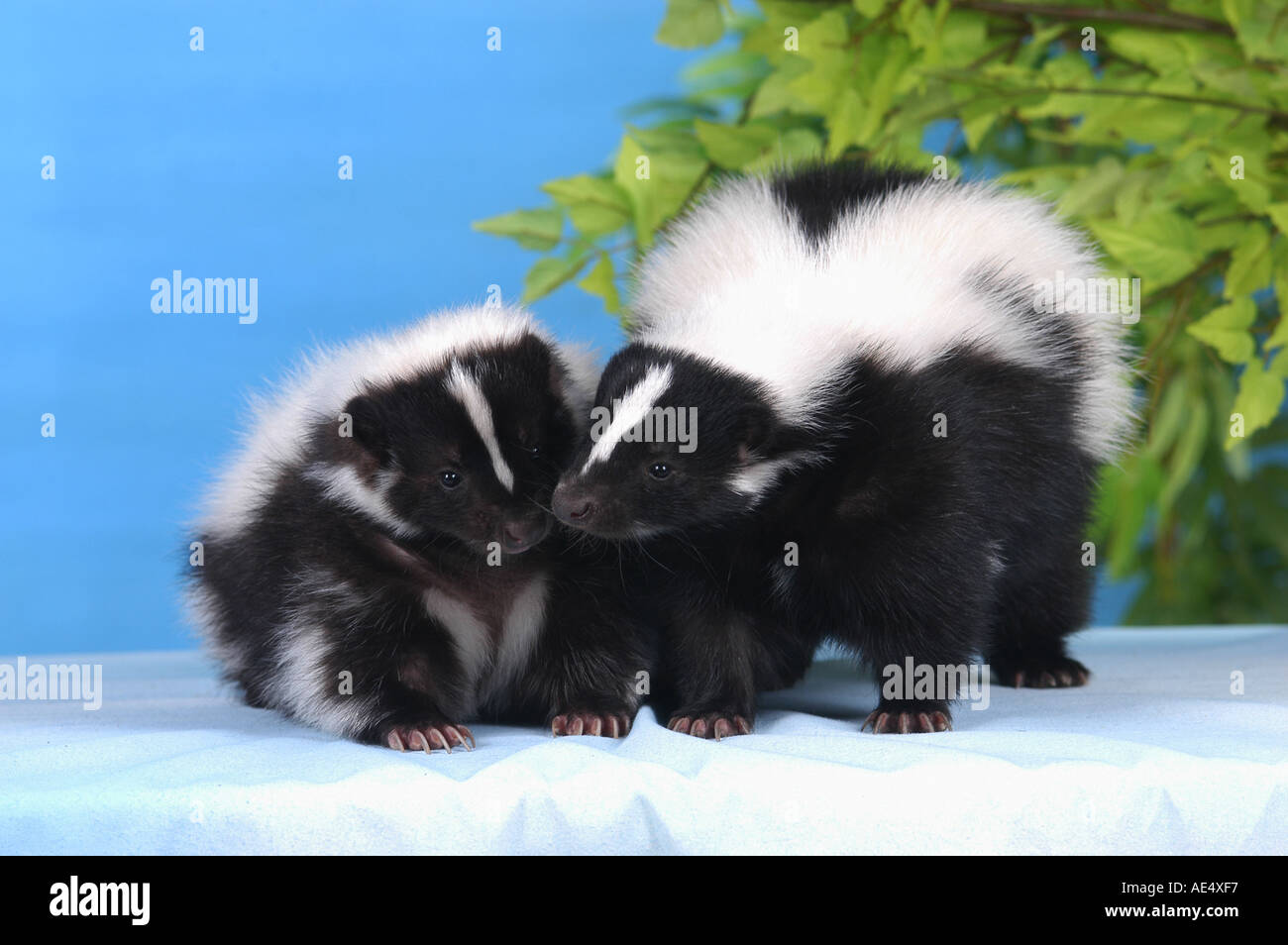 two young striped skunks / Mephitis mephitis Stock Photo
