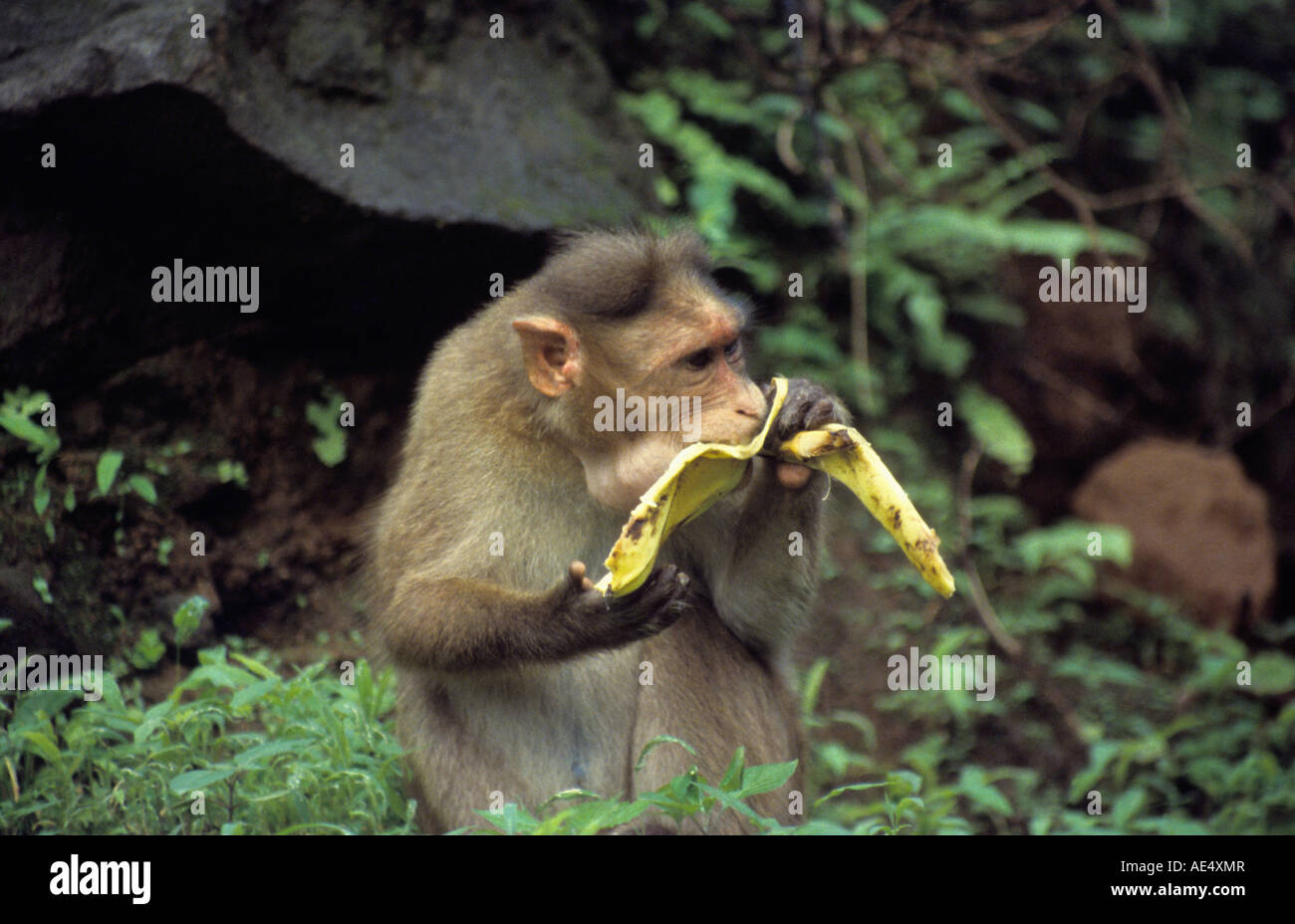 Bonnet Macaque (Macaca radiate) eating a banana at Malshej Ghat, Maharashtra. Stock Photo