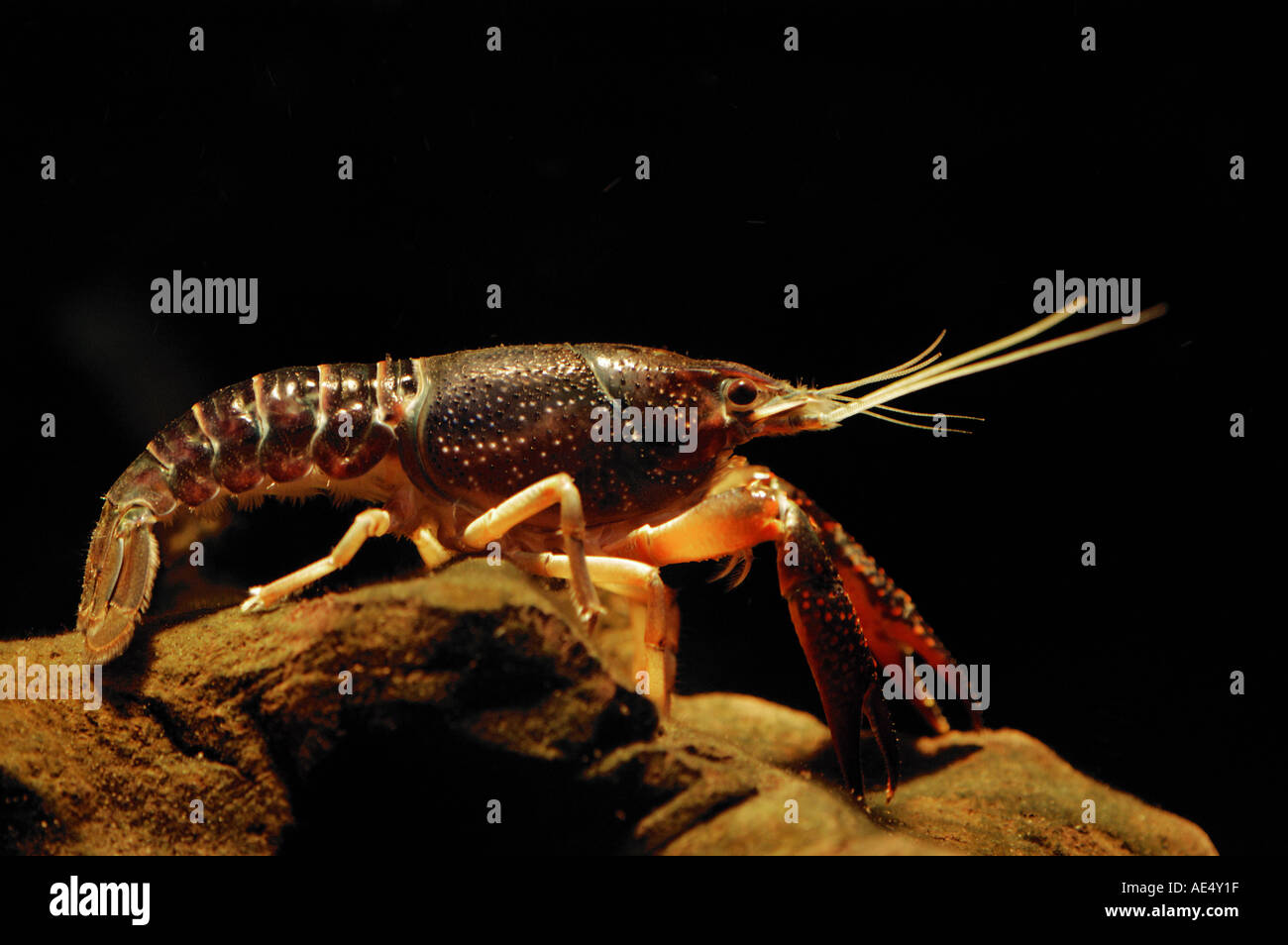 Lousiana red crayfish / Procambarus clarkii Stock Photo