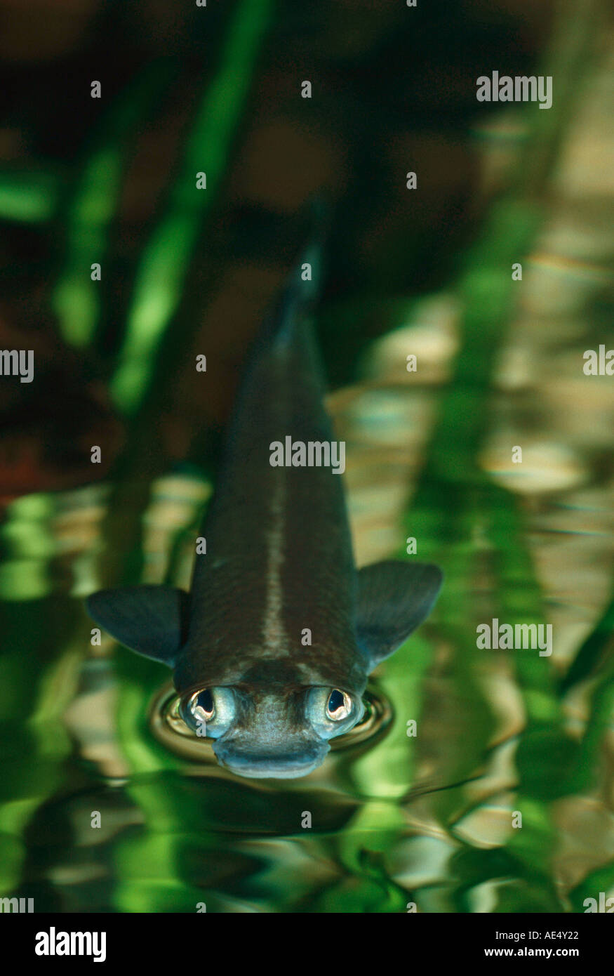 Largescale Four-eyed Fish (Anableps anableps) at the watres surface Stock Photo