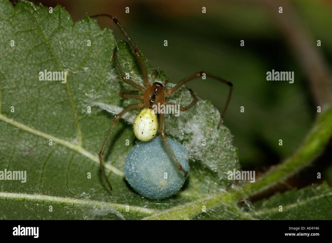 Comb-footed spider with egg cocoon / Enoplognatha ovata Stock Photo