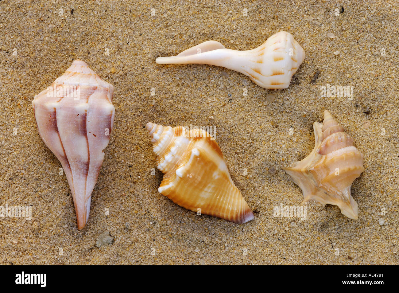Ocean Snails snail shells Stock Photo Alamy
