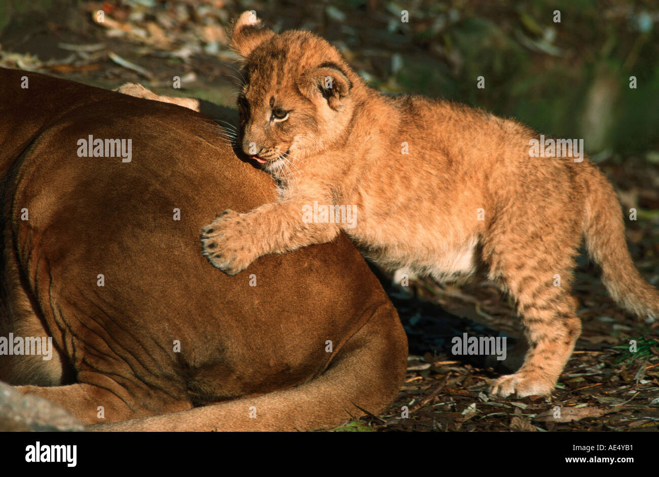 African Lion - Lioness with cub / Panthera leo Stock Photo - Alamy