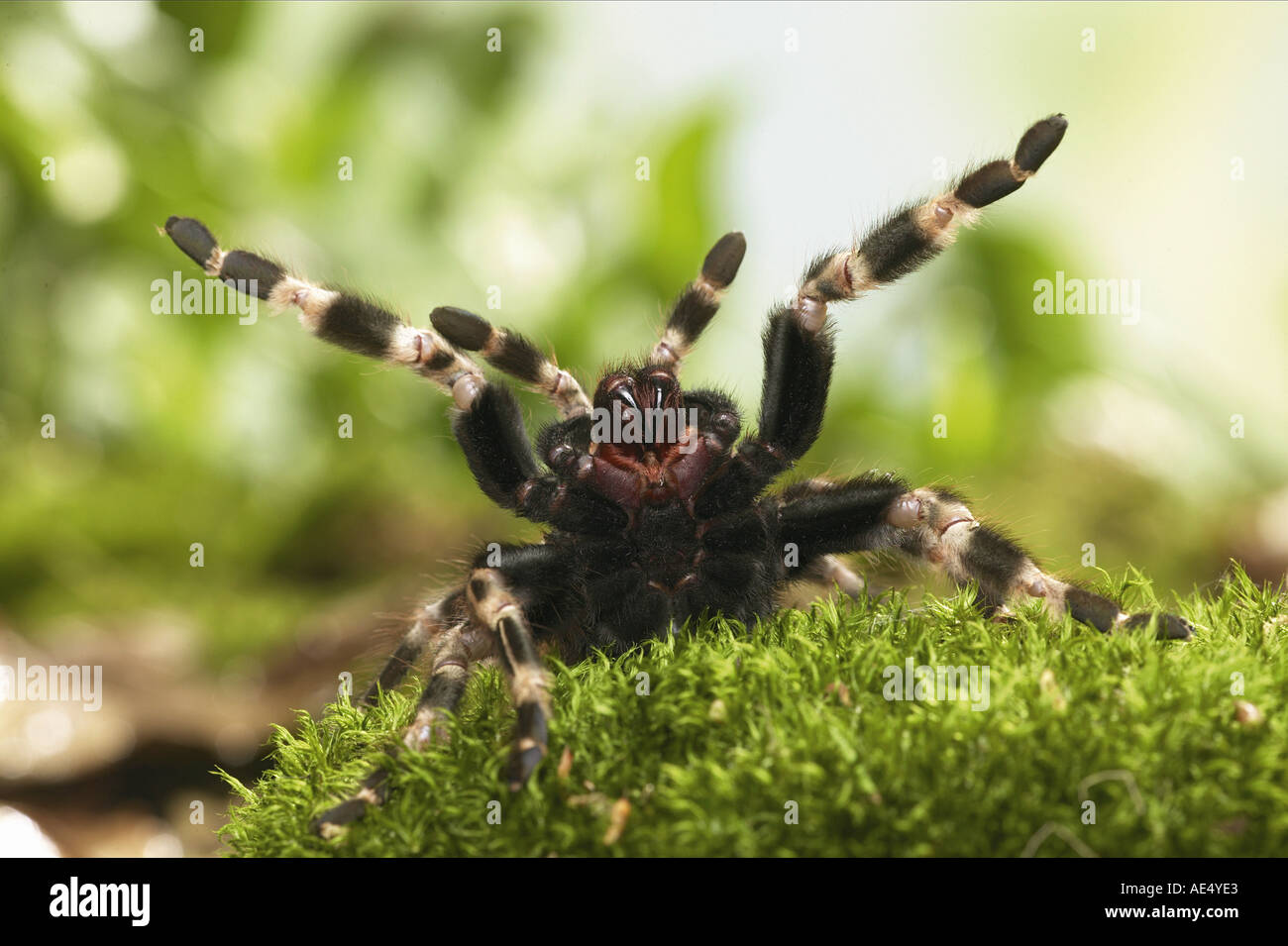 Tarantula - threatening gesture / Nhandu chromatus Stock Photo