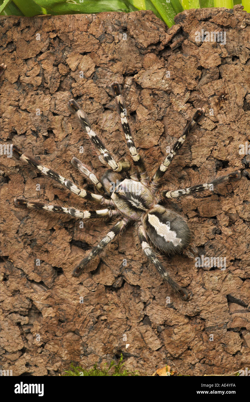 Tarantula / Poecilotheria pederseni Stock Photo - Alamy