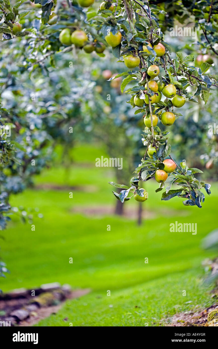 Heavy laden apple tree in an English orchard Stock Photo