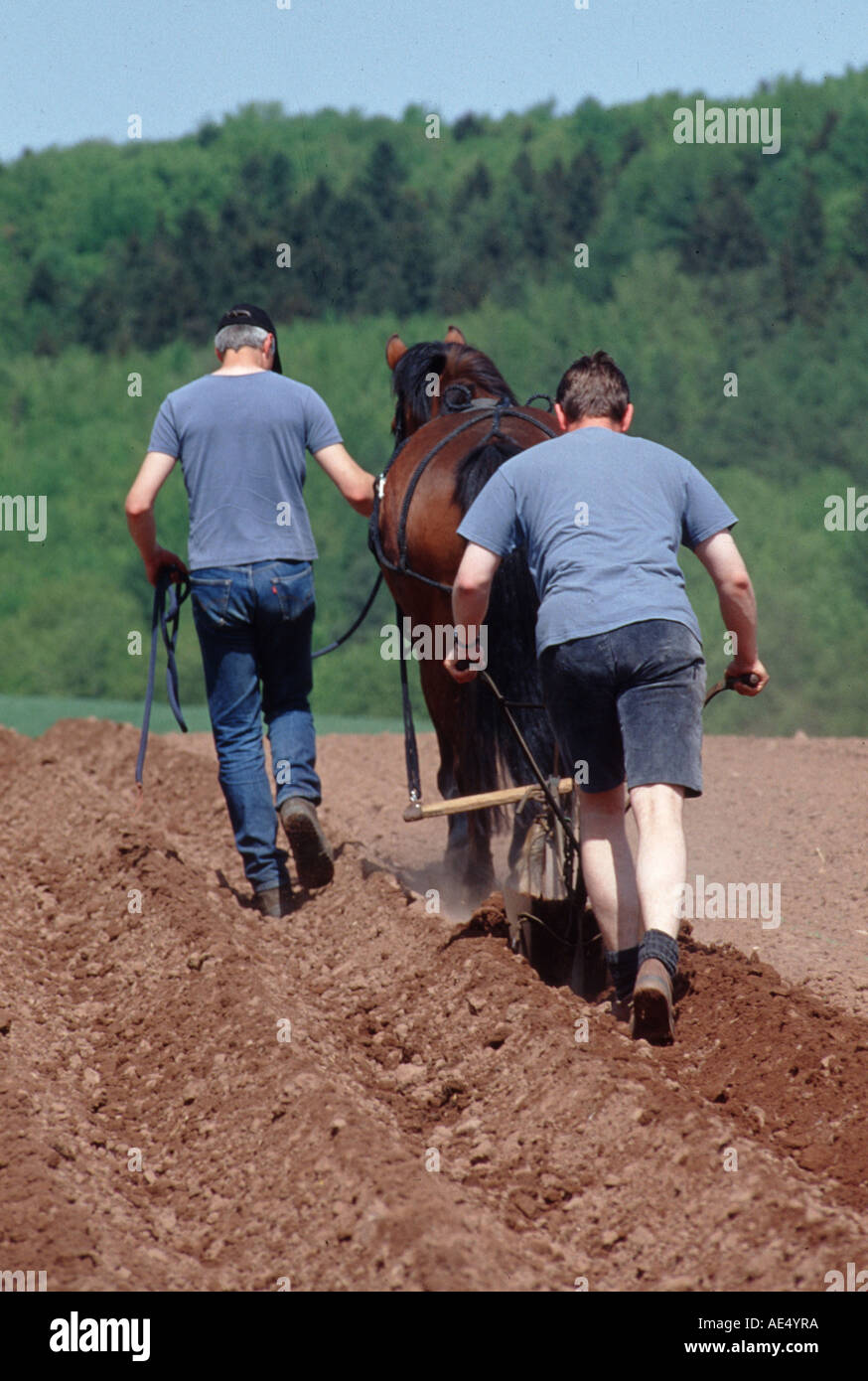Landwirt bei der Arbeit mit Arbeitspferd Kartoffeln werden gehaeufelt traditionelle Landwirtschaft Stock Photo