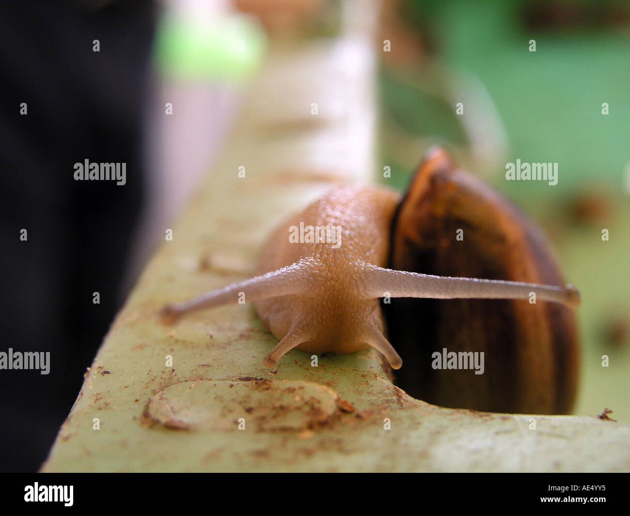 Snail Explorer Exploring nature and animals hi-res stock photography and images - Alamy