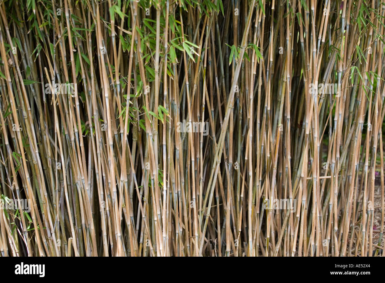 BAMBOO STEMS CLOSE UP Stock Photo