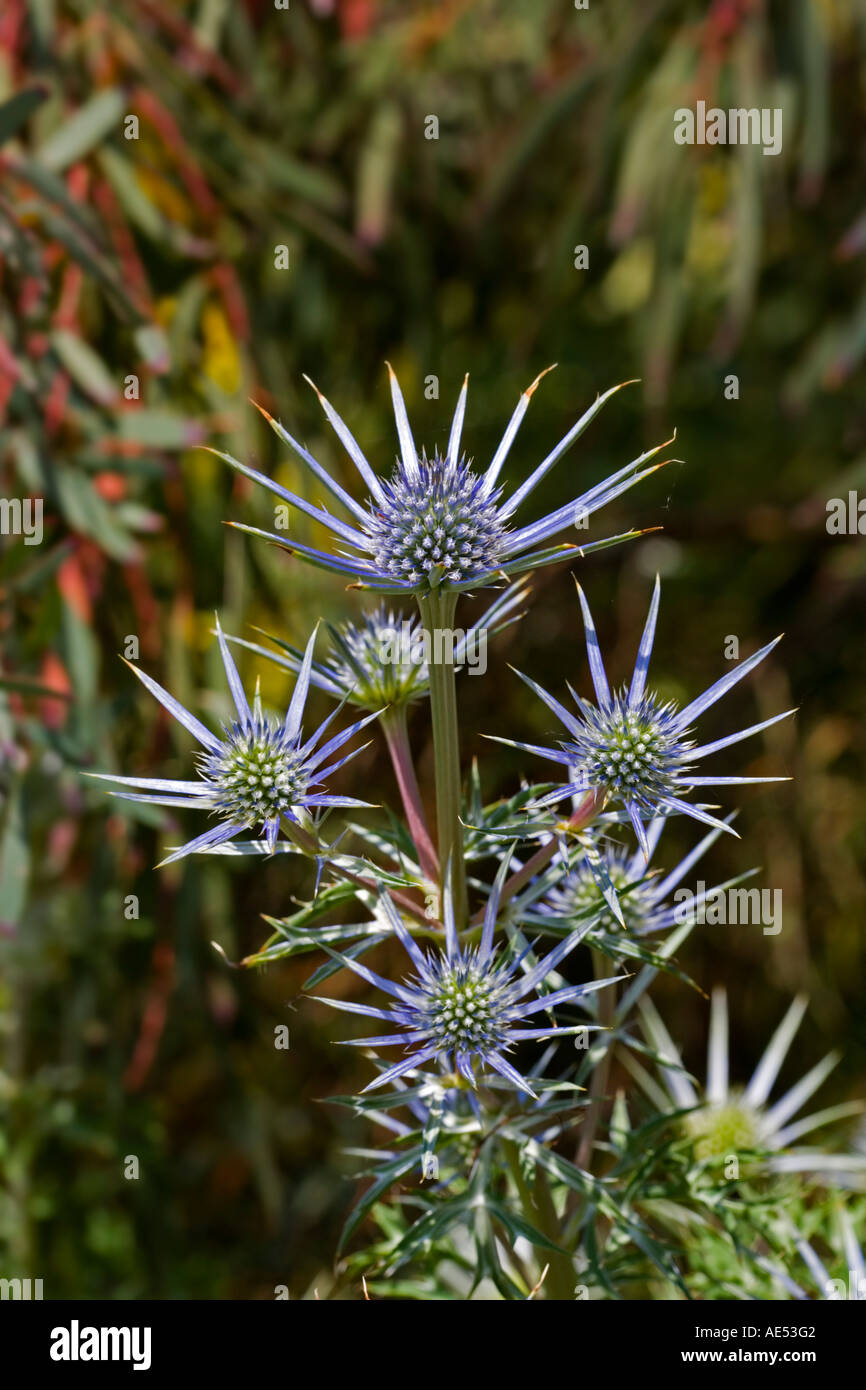 THE SPIKED ERYNGIUM Stock Photo