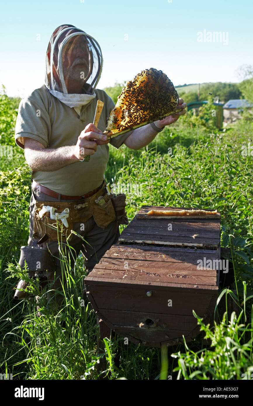 Top bar hive hires stock photography and images Alamy