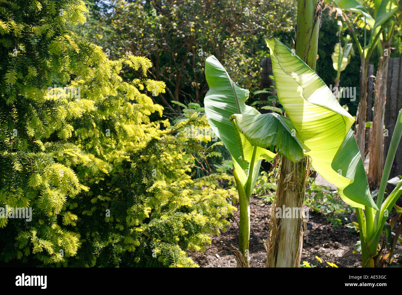 BANANA GROVE AND TAXUS BACCATA  IN JUNE Stock Photo