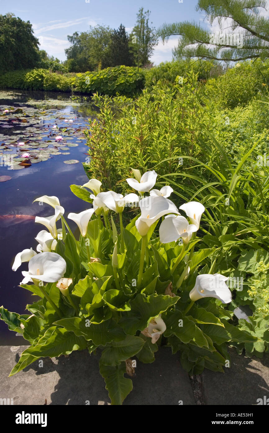 LILIES GROWING IN THE TOP POND AT RHS GARDEN HYDE HALL, NEAR CHELMSFORD, IN JUNE Stock Photo