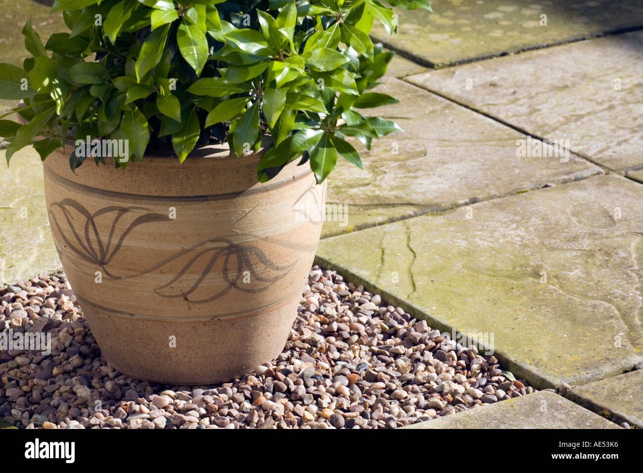 PIERIS, FOREST FLAME BUSH, IN A POT WITH PAINTED DESIGN STANDING IN GRAVEL SET IN A PATIO Stock Photo