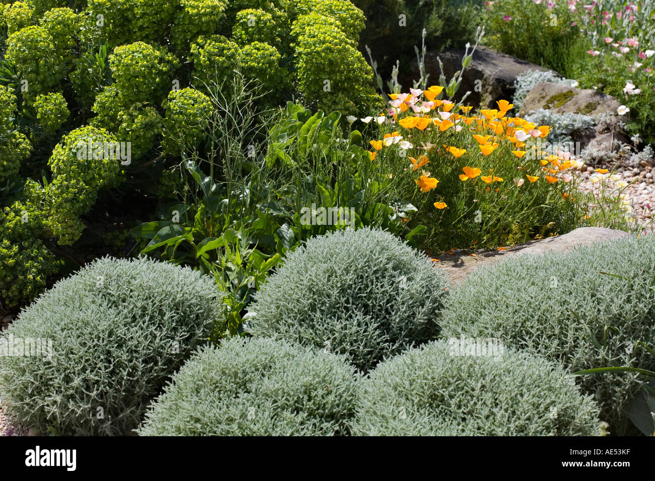 THE DRY GARDEN AT RHS GARDEN HYDE HALL IN JUNE WITH CALIFORNIAN POPPIES EUPHORBIA AND SANTOLINA Stock Photo