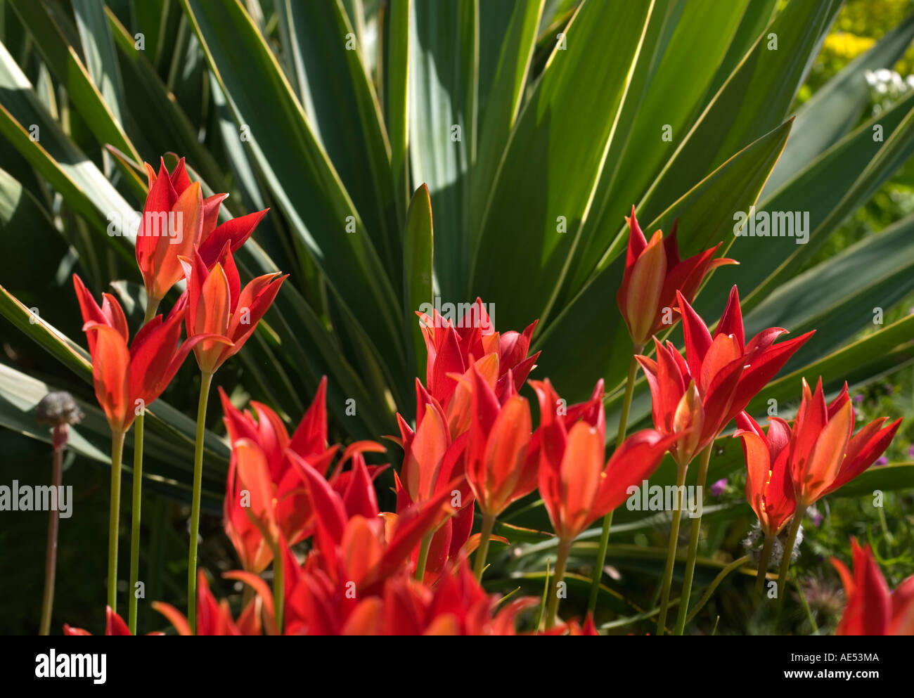 TULIPA SPRENGERI red tulips Stock Photo