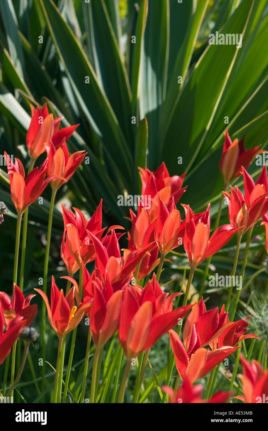 TULIPA SPRENGERI red tulips Stock Photo