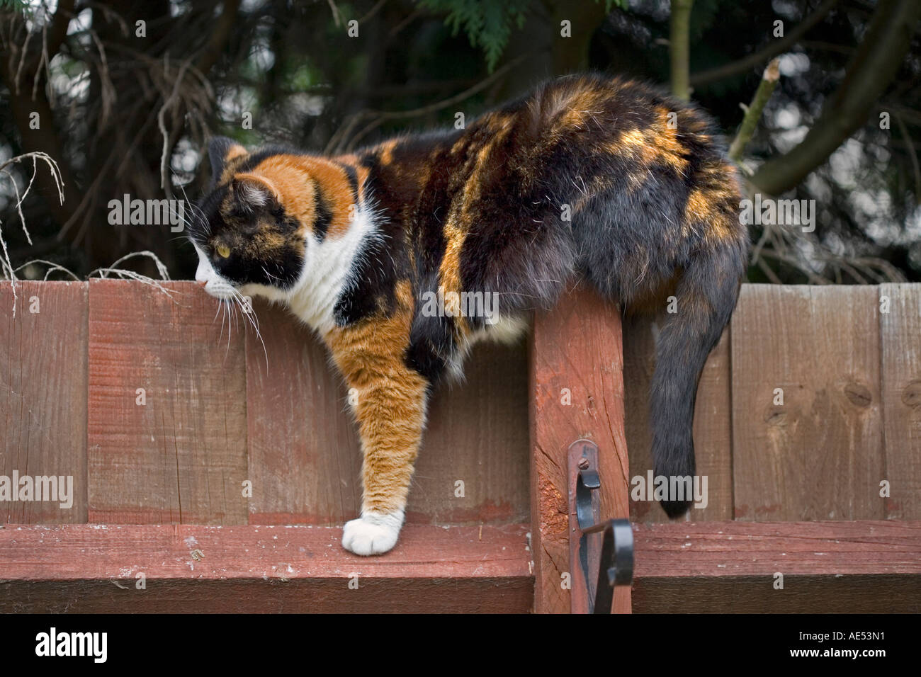 Balancing on fence hi-res stock photography and images - Alamy