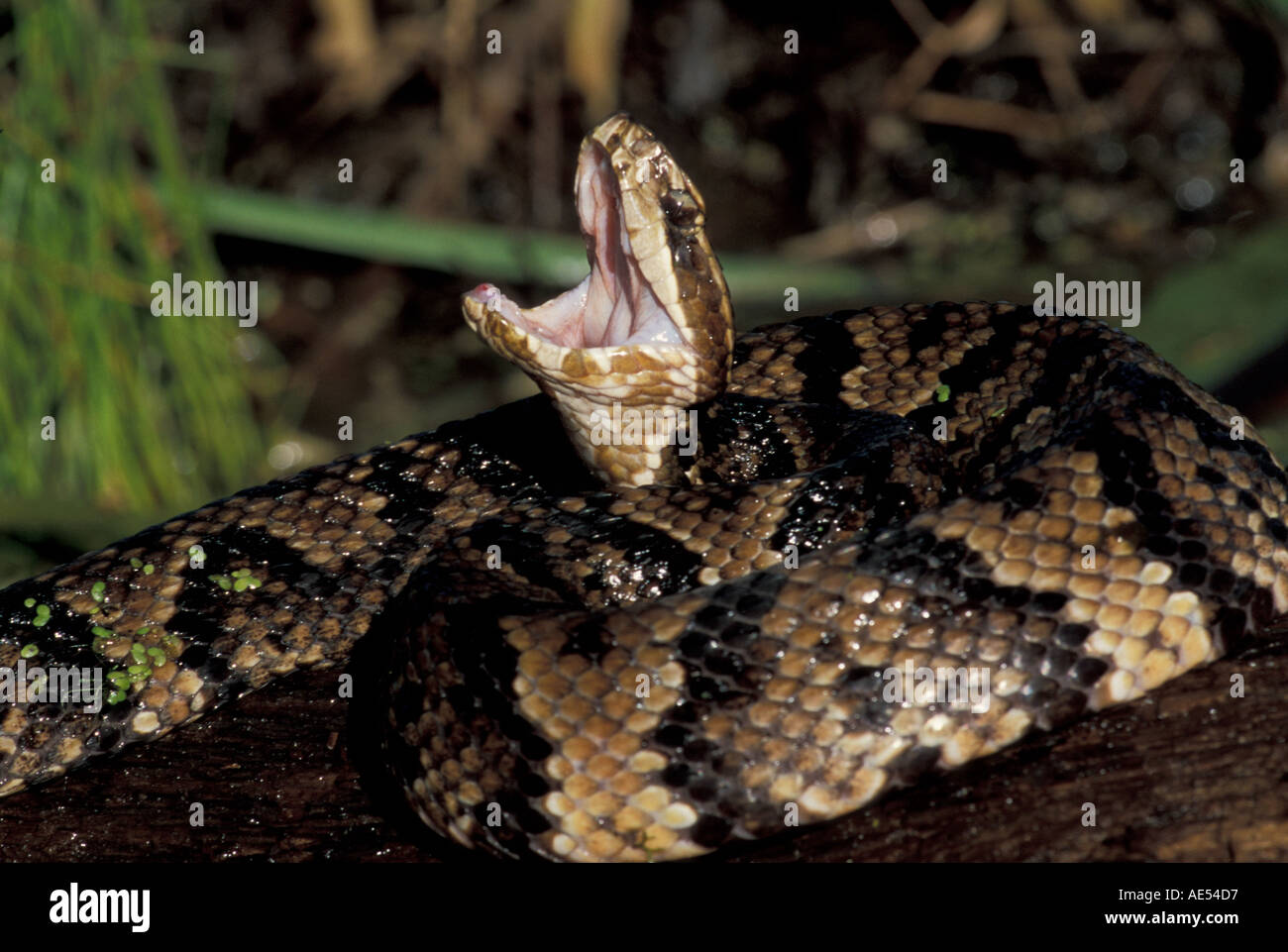 Cottonmouth snake hires stock photography and images Alamy