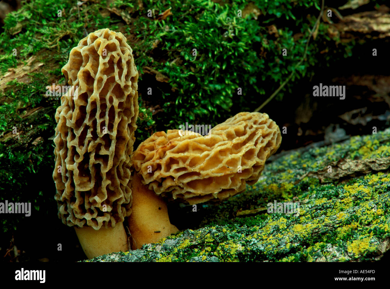 Plant Morel Mushroom Stock Photo Alamy