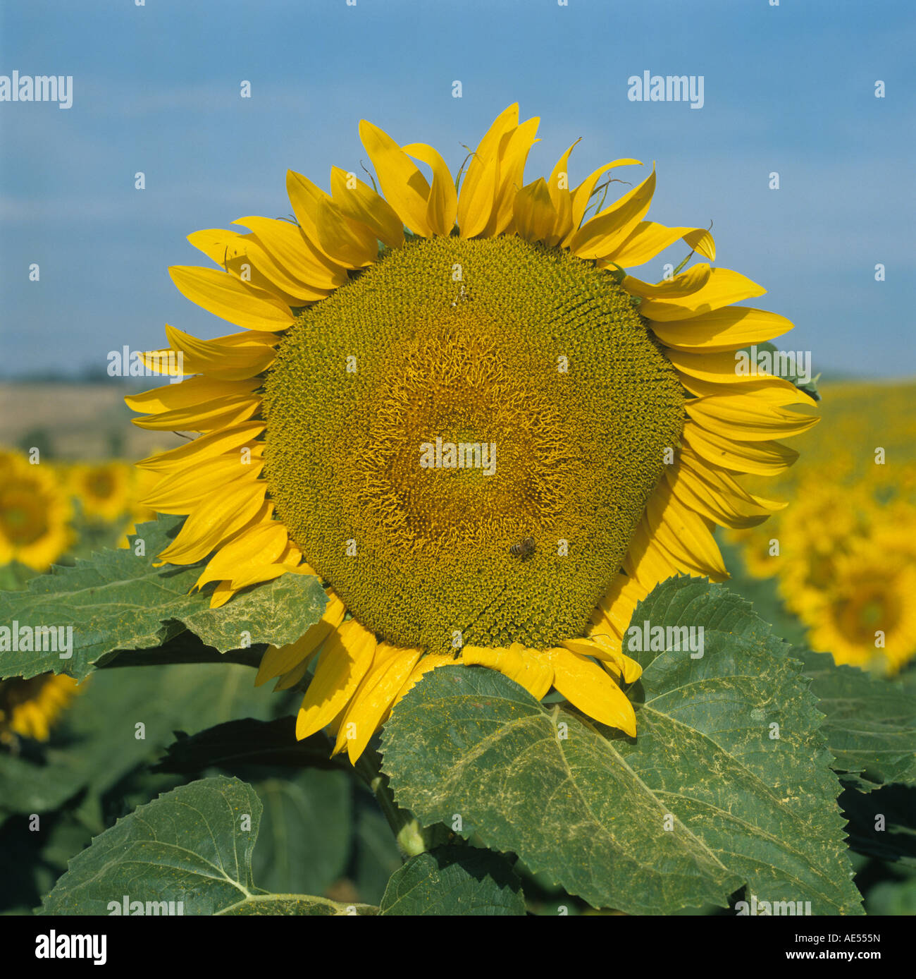 Large sunflower flower on a fine day in Tuscany Italy Stock Photo