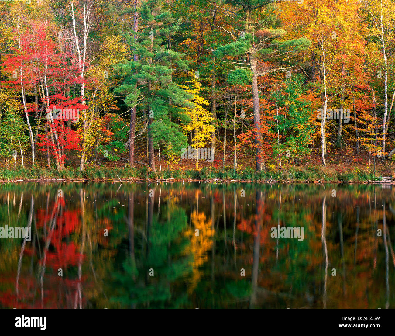 Reflection of Autumn colors Loon lake, Savannah Portage State Park, Minnesota USA, by Gary A Nelson/Dembinsky Photo Assoc Stock Photo