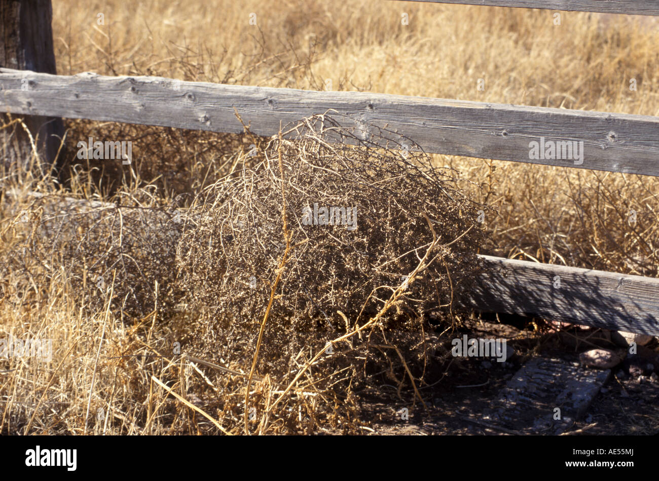Tumbleweeds or Russian Thistle Salsola kali against a split rail fence Arizona Stock Photo