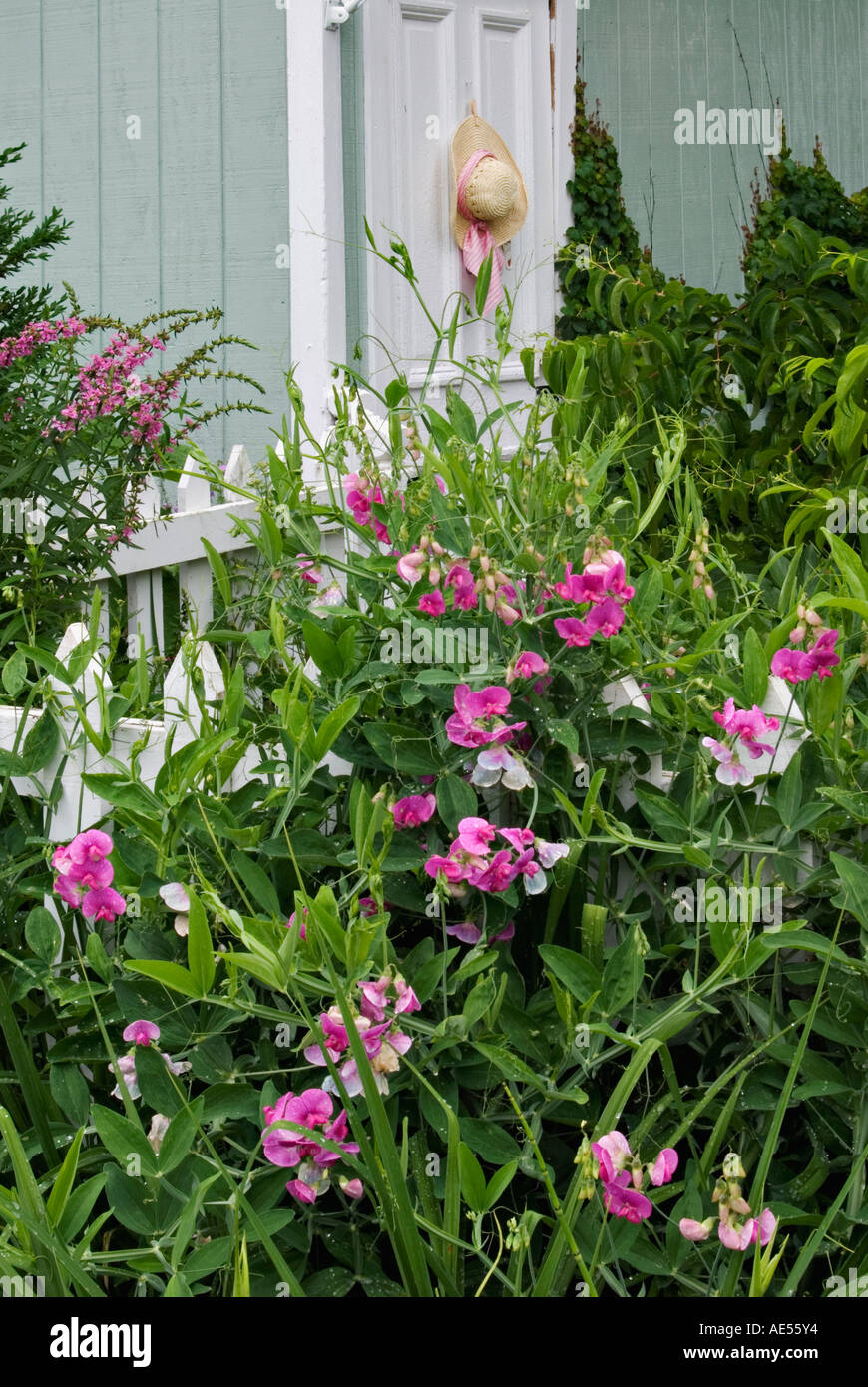 Pea straw and garden hires stock photography and images Alamy