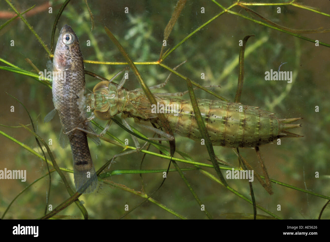 Invertebrate Dragon fly Nymph with fish Stock Photo Alamy
